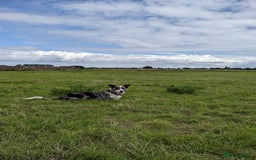 Border Collie dogs for sale: Border Collie puppies  - Image 16