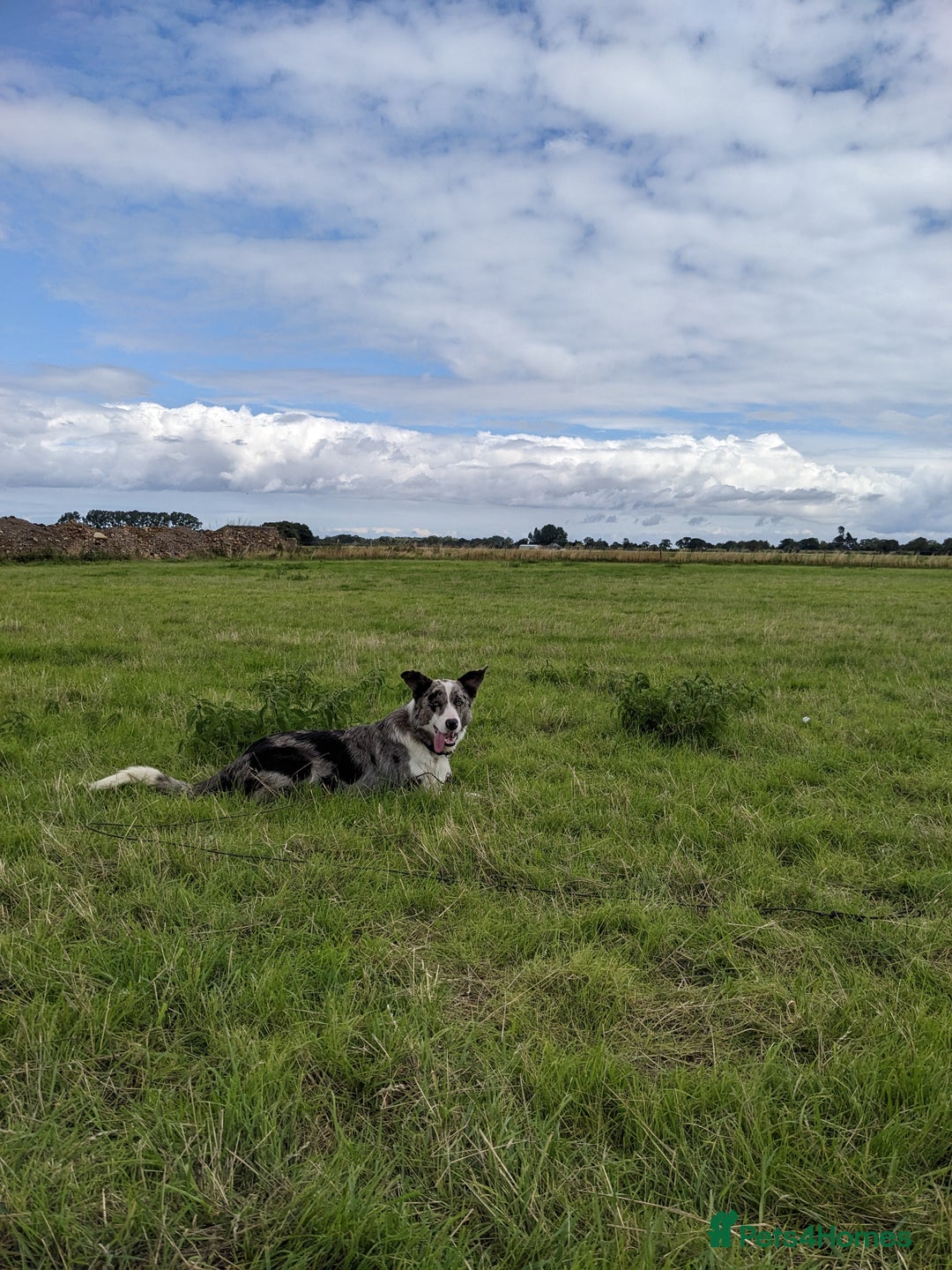Border Collie dogs for sale: Border Collie puppies  - Image 16