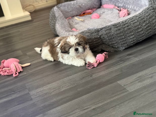 Shih Tzu dogs - Advert 1