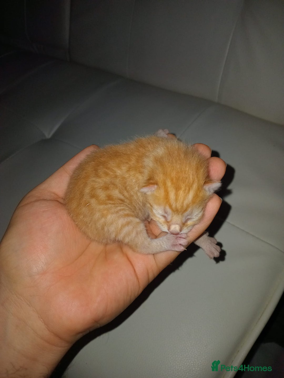 Bengal cats for sale: Bengal kittens for rehome - Image 10