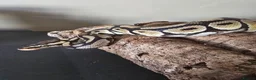 Python Snake reptiles for sale: Pastel Trojan Het Clown Royal Python  - Advert 2