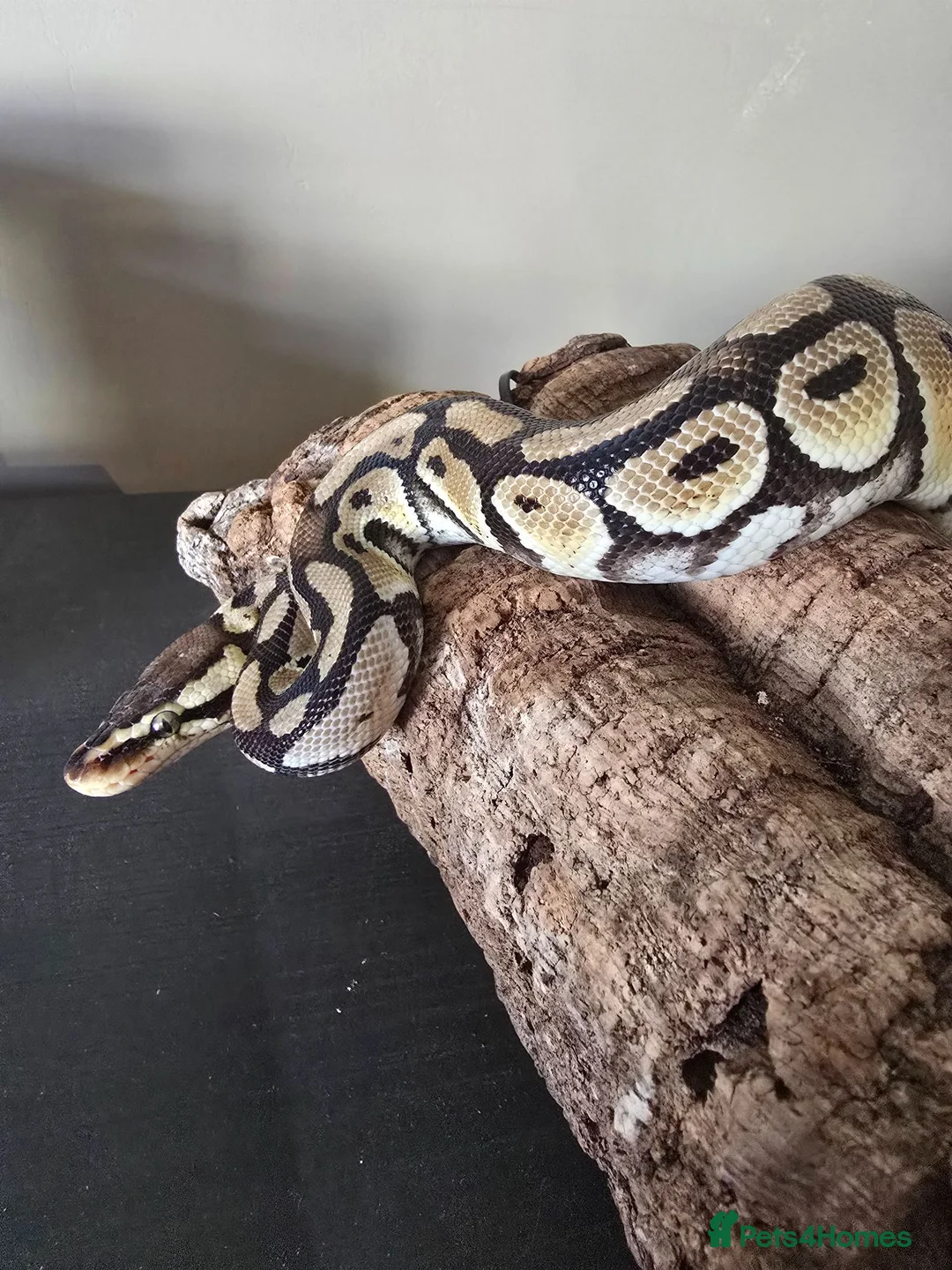 Python Snake reptiles for sale: Pastel Trojan Het Clown Royal Python  - Advert 2