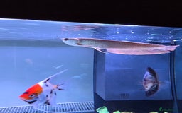 Cichlids fish for sale: Beautiful and healthy silver Arowana and Geo. - Image 1