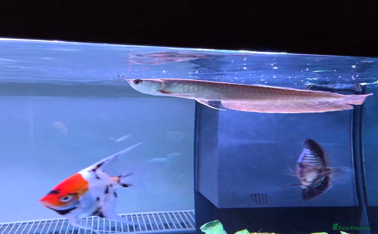 Cichlids fish - Advert 2