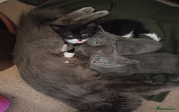 Mixed Breed cats for sale: 3 boys and 1 girl - Image 6