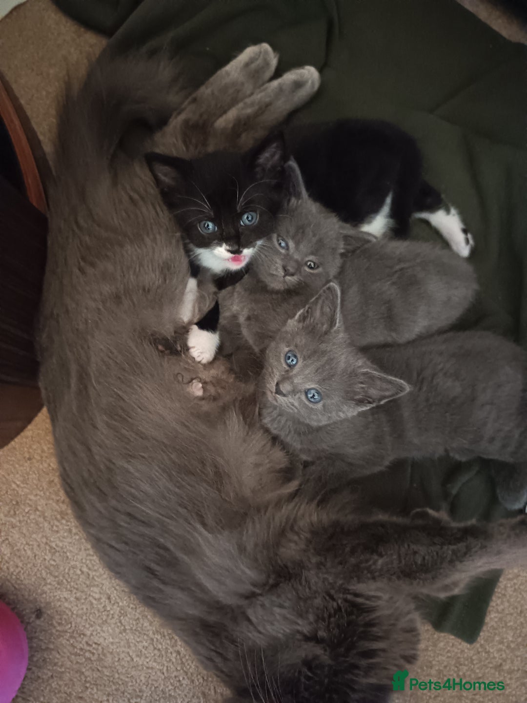 Mixed Breed cats for sale: 3 boys and 1 girl - Image 6