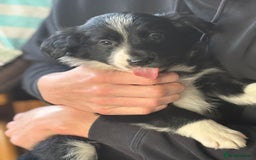 Border Collie dogs for sale: Border Collie puppies - Image 9