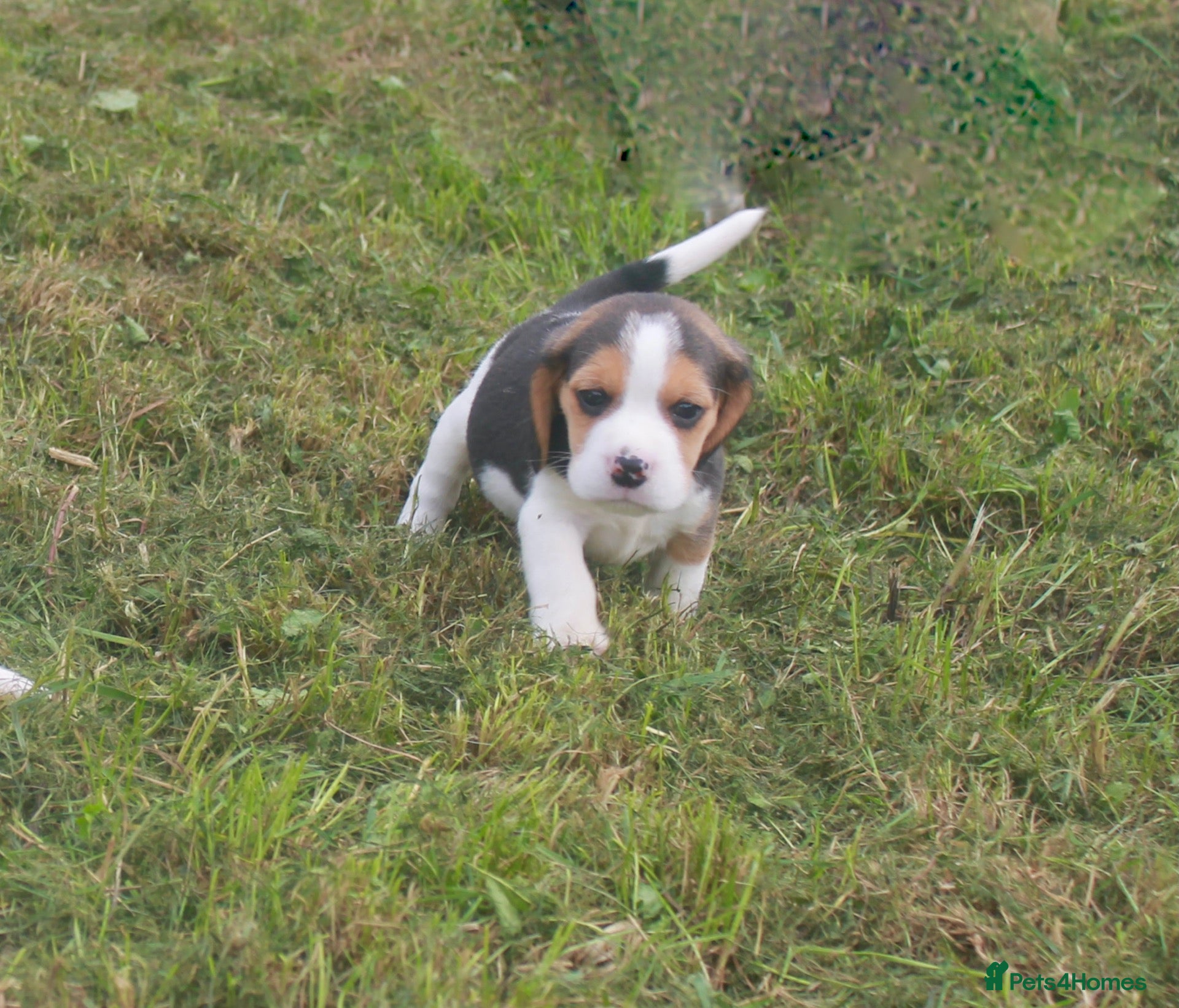 Beagle dogs BEAUTIFUL ROYAL KENNEL CLUB REG BEAGLE PUPPIES - Advert 3