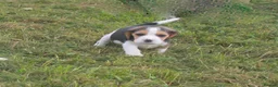 Beagle dogs for sale: BEAUTIFUL ROYAL KENNEL CLUB REG BEAGLE PUPPIES - Advert 3