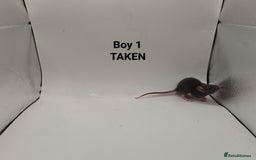 Rat rodents for sale: OCT: 32 Rats (7 Rats: 4 Boys, 3 Girls Left) - Advert 1