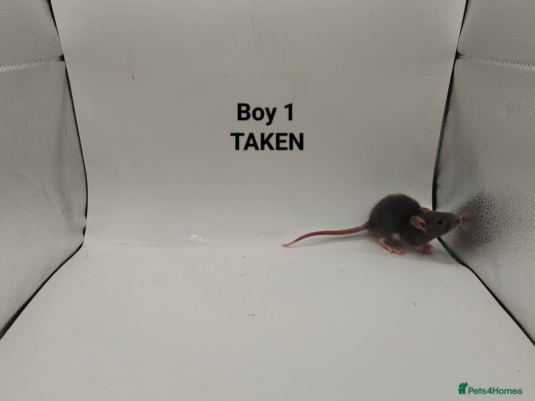 Rat rodents for sale: OCT: 32 Rats (7 Rats: 4 Boys, 3 Girls Left) - Advert 1
