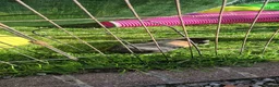 Guinea Pig rodents for sale: Smooth coat american for forever home - Advert 3