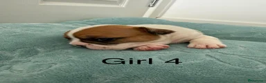 Girl 4