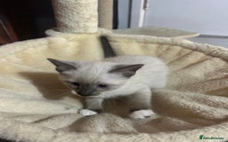Snowshoe cats for sale: Three stunning snowshoe kittens  - Advert 8