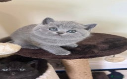 British Shorthair cats for sale: Gorgeous BSH Kittens  - Image 3