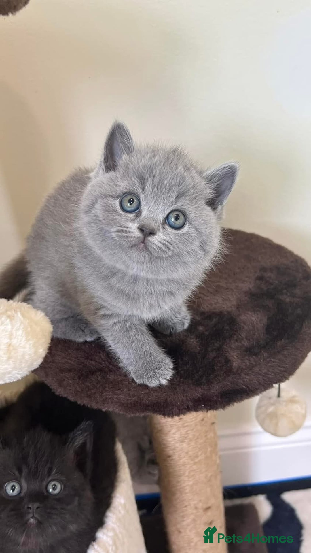 British Shorthair cats for sale: Gorgeous BSH Kittens  - Image 3