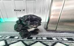 Shihpoo dogs for sale: Absolutely stunning F1 shihpoo puppies  - Image 12