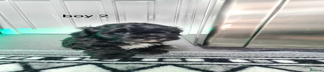 Shihpoo Puppy 2
