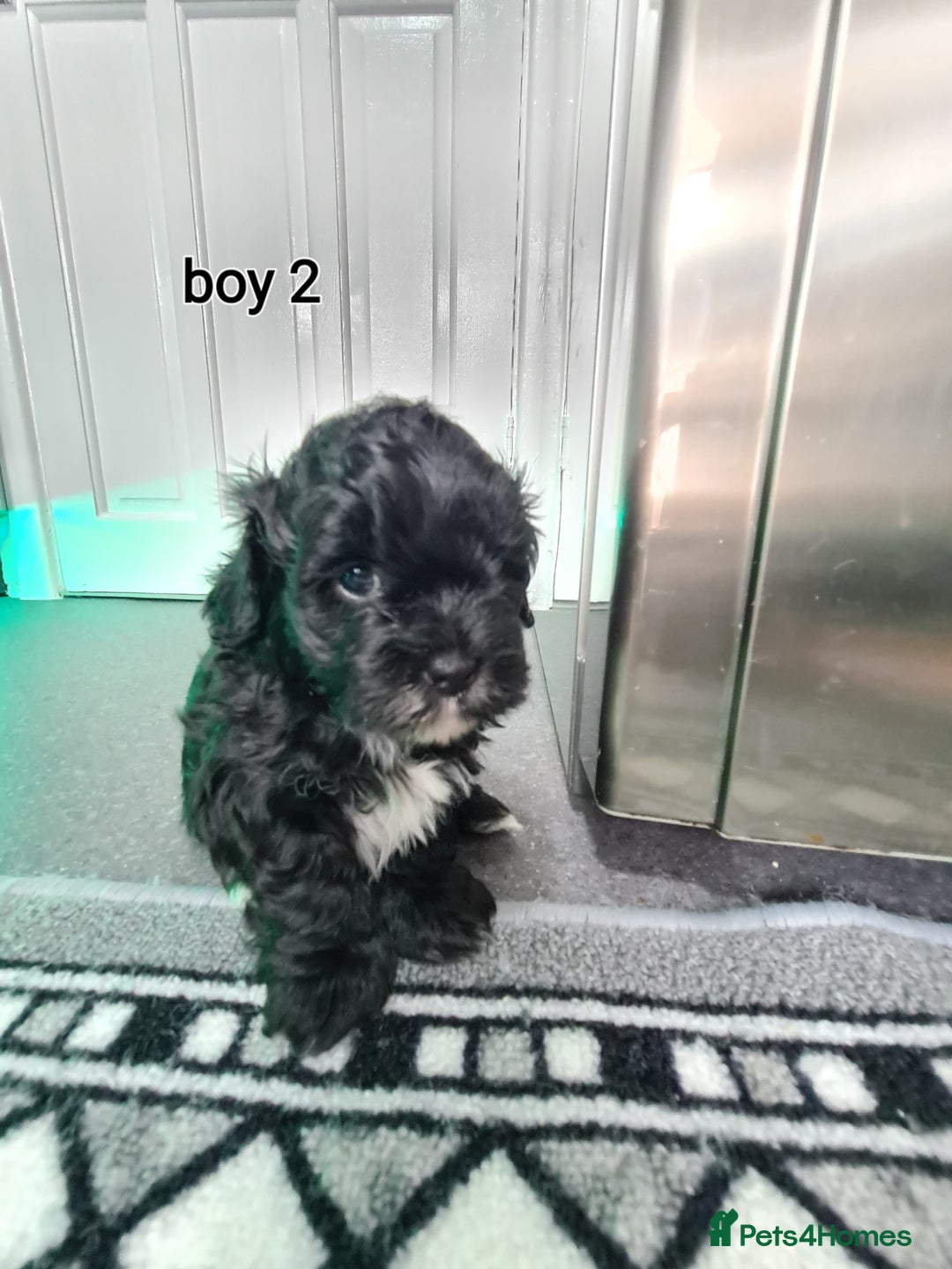 Shihpoo dogs for sale: Absolutely stunning F1 shihpoo puppies  - Image 12