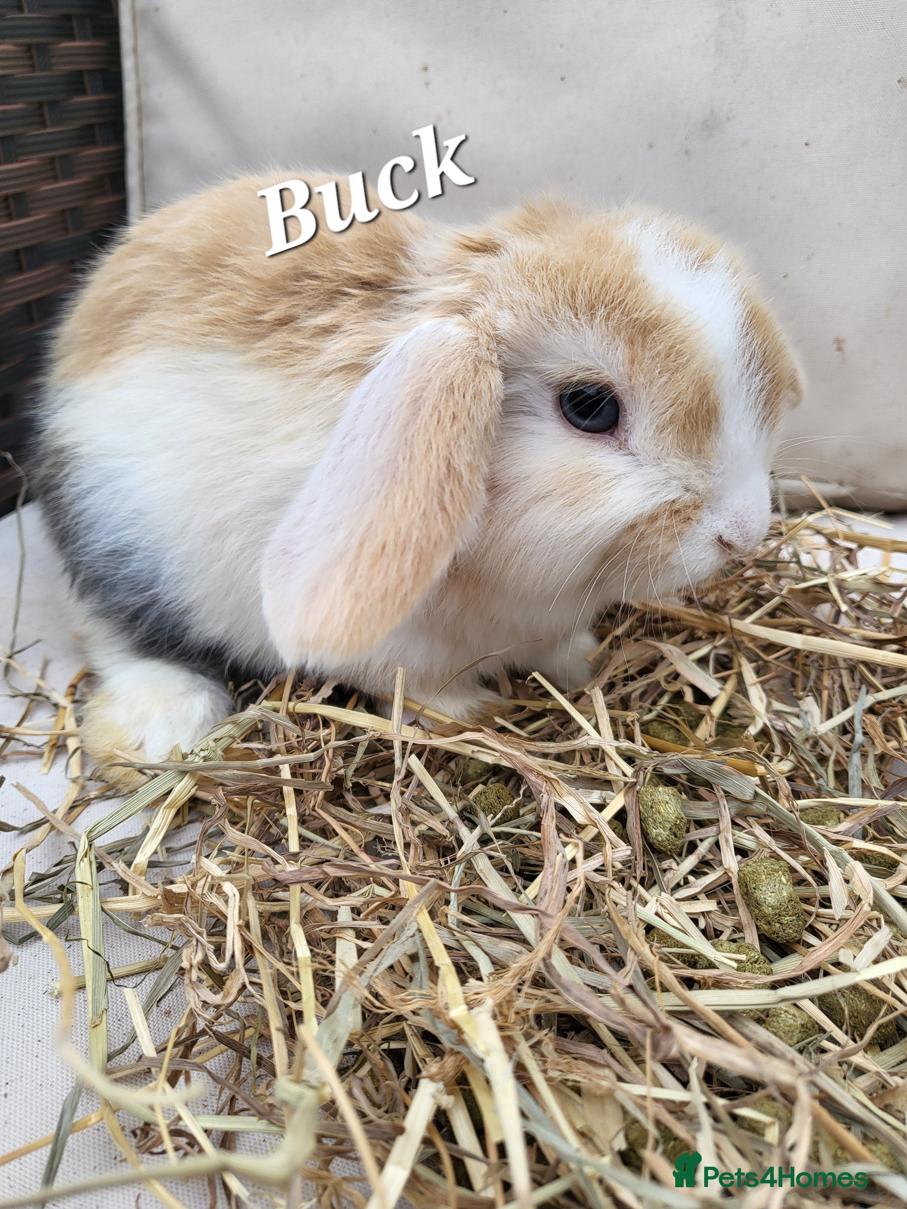 Mini Lop rabbits  Mini-Lop Rabbits – Ready for Loving Homes 7th Feb - Advert 5
