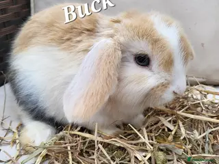 Mini Lop rabbits Mini-Lop Rabbits – Ready for Loving Homes 7th Feb - Advert 5