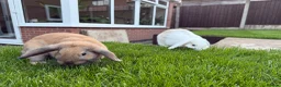Mixed Breed rabbits for sale: Bert & Ernie  in Derby - Advert 3