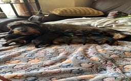 Dachshund dogs for sale: Two boys left! Beautiful standard pups - Image 8