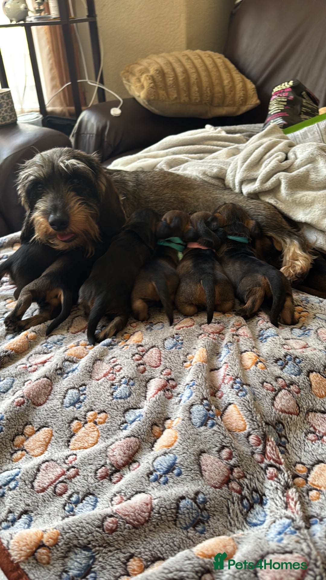 Dachshund dogs for sale: Two boys left! Beautiful standard pups - Image 8