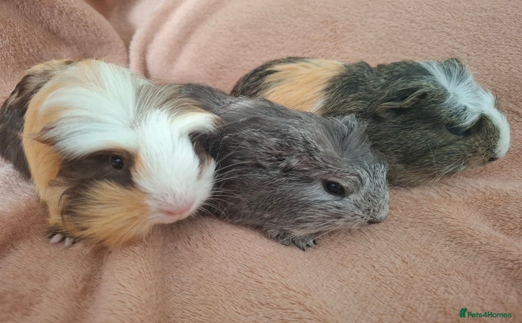 Guinea Pig rodents - Advert 1