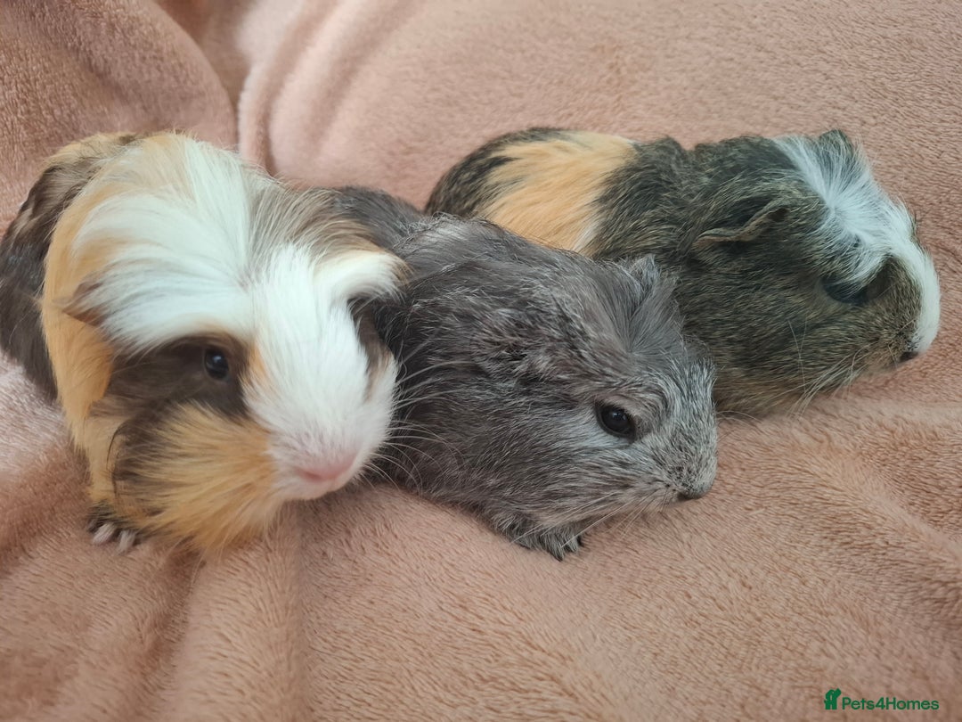 Guinea Pig rodents for sale: Lovely Mald Baby Guinea-pigs Ready Now  - Image 1