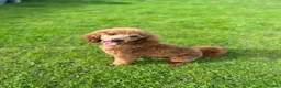 Miniature Poodle dogs for stud: 🏆270+ health checks 0.0%col miniature poodle stud - Advert 4