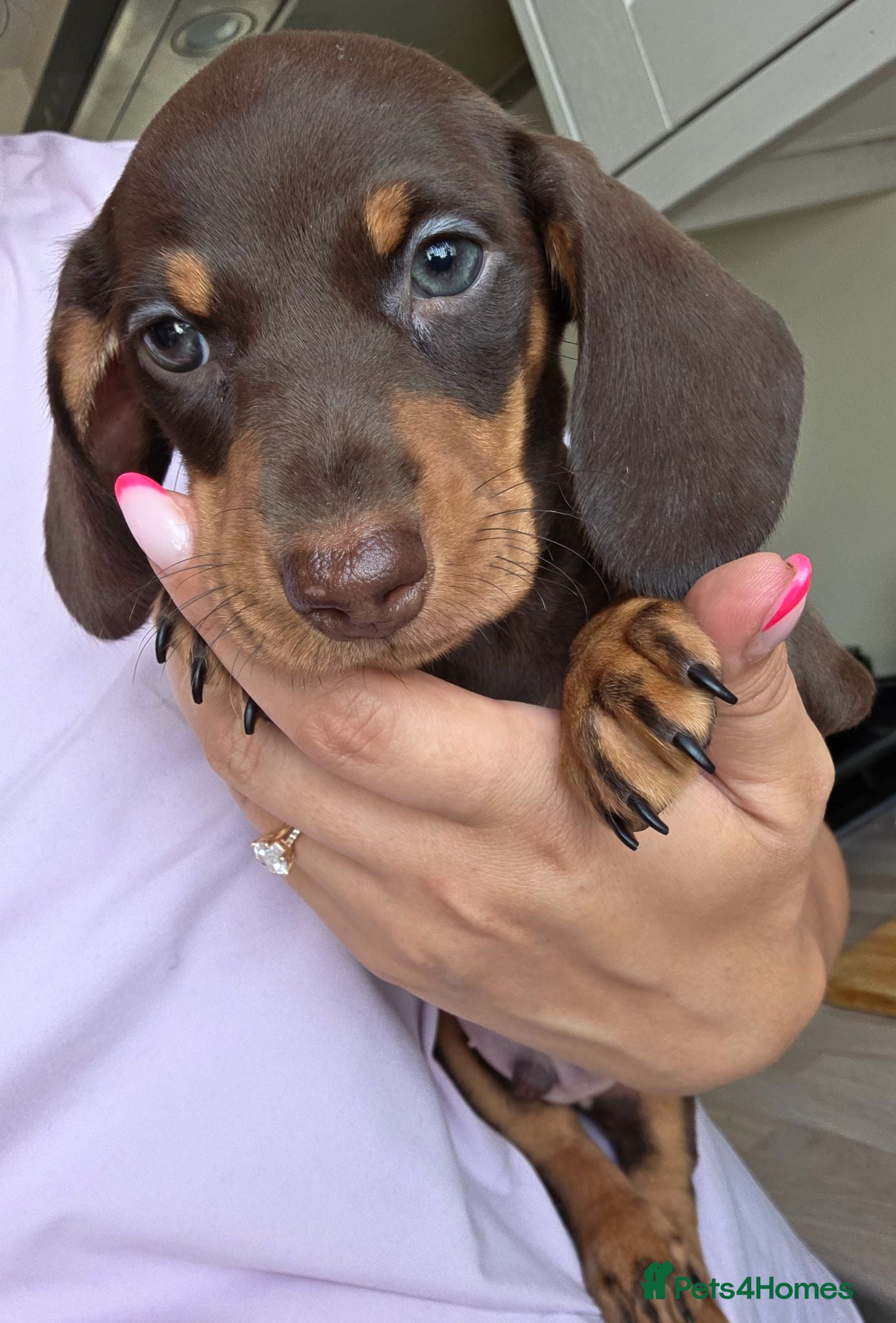 Miniature Dachshund dogs Miniature Dachshund - Advert 6