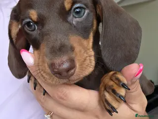 Miniature Dachshund dogs Miniature Dachshund - Advert 6