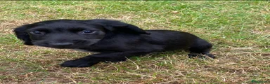 Cocker Spaniel 3