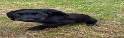 Cocker Spaniel dogs for sale: Cocker spaniel puppies - Advert 11