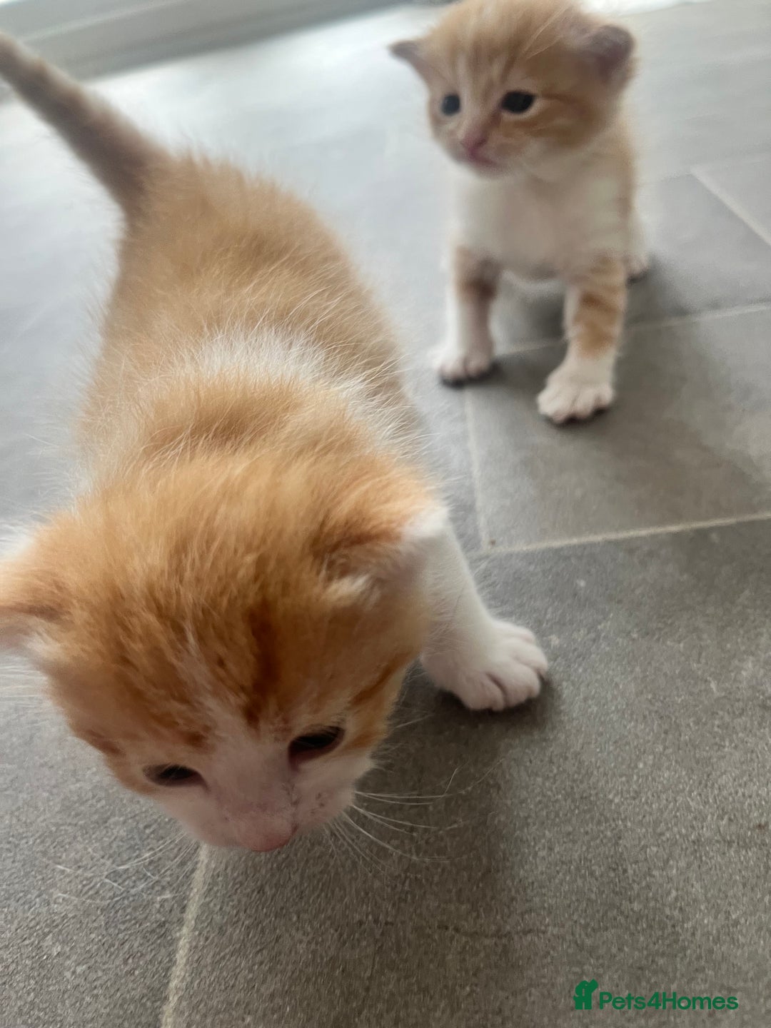 Mixed Breed cats for sale: Gorgeous ginger males  - Image 4