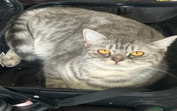 British Shorthair cats for sale: 🐾 ✨ British Shorthair ✨ 🐾 - Image 1