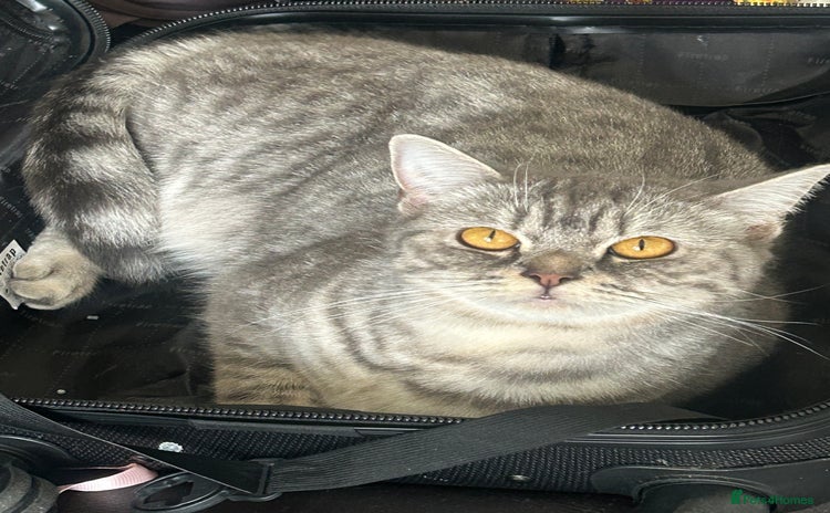 British Shorthair cats - Advert 1