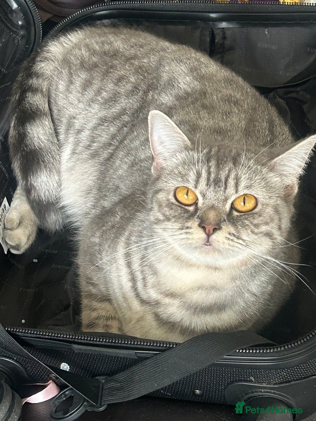 British Shorthair cats for sale: 🐾 ✨ British Shorthair ✨ 🐾 - Image 1