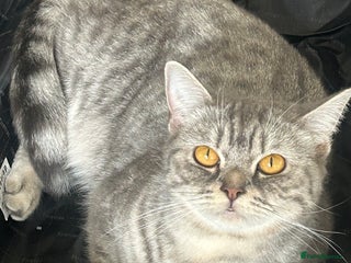 British Shorthair cats - Advert 16