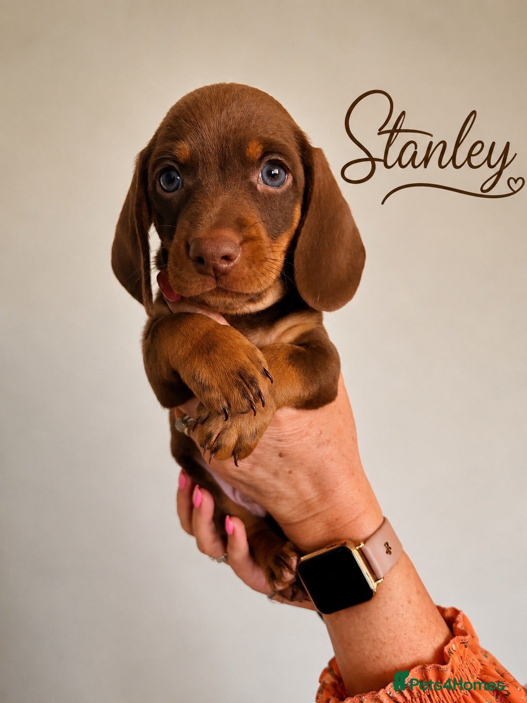 Miniature Dachshund dogs 4 chocolate & tan mini dachshunds all boys - Advert 17
