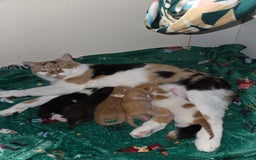 Domestic Shorthair cats for sale: 2 stunning kittens - Advert 6