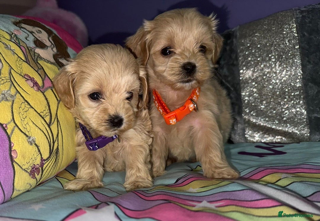 Maltipoo dogs for sale: Outstanding maltipoo - Advert 15