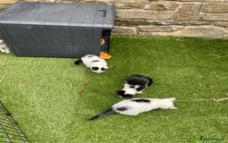 Mixed Breed cats for sale: Lovely kittens  - Image 1