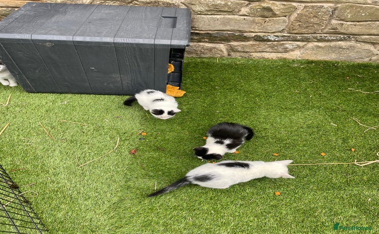 Mixed Breed cats - Advert 2