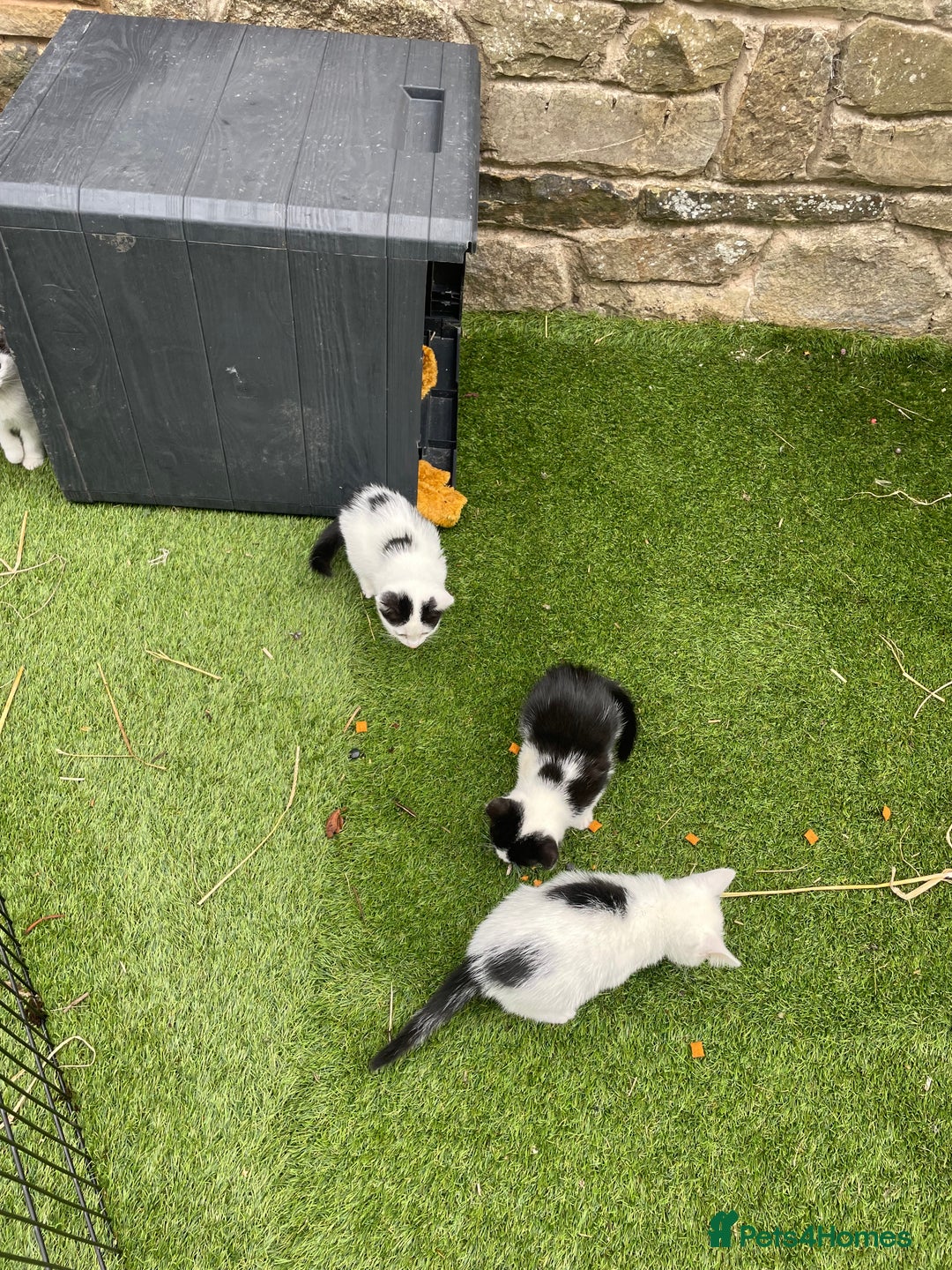 Mixed Breed cats for sale: Lovely kittens  - Image 1