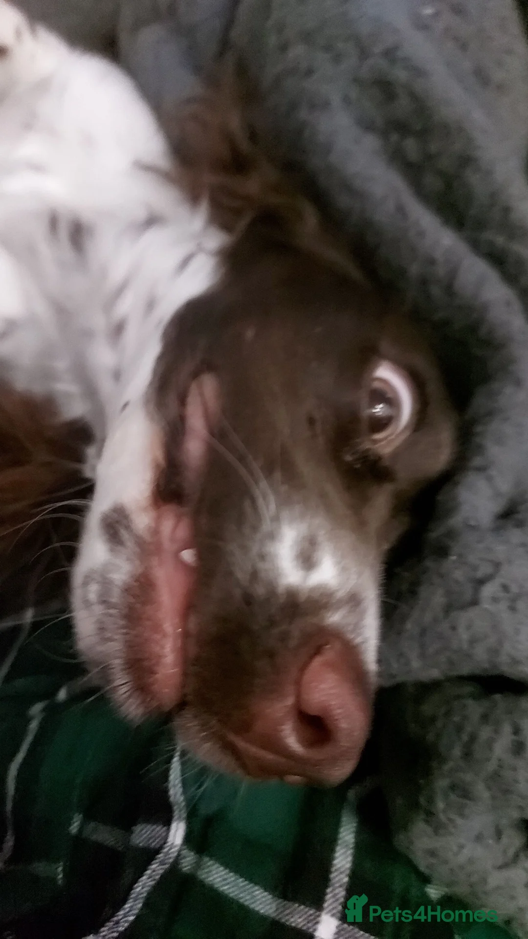 Cocker Spaniel dogs for sale: 2 year old cocker spaniel  - Advert 2