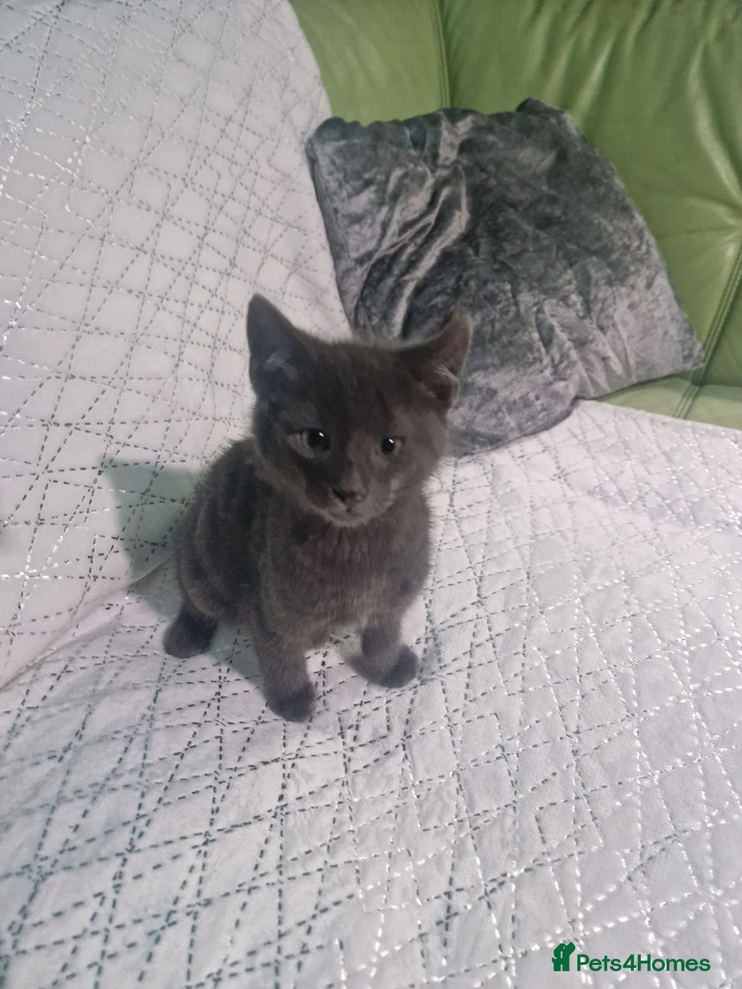 Ragdoll cats for sale: Beautiful chunky kittens - Advert 5