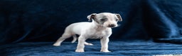 Italian Greyhound dogs for sale: READY TO GO IN 5 DAYS  - Advert 30