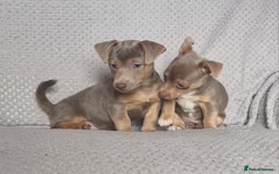 Jack Russell dogs for sale: Miniature jack Russell's only 3 available now - Image 8